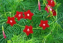 茑萝冬天会死吗？