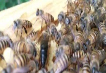 失王一个月以上怎么介王安全 详细介绍