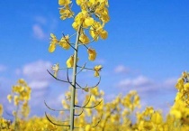 油菜花和芸苔的区别？