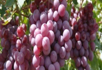 葡萄都有什么品种 属热性还是凉性水果