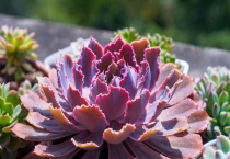 祗园之舞和晚霞之舞的区别？