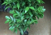 平安树的繁殖方法 附养殖多久？