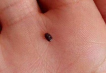 跳蚤什么季节开始出来