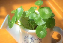 铜线草怎么扦插