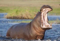 刚出生的河马有多重