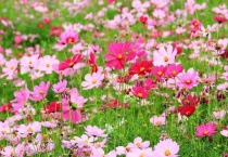 格桑花种子可以直接撒吗？