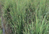 柠檬草和香茅草的区别？ 柠檬草基本介绍