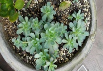 多肉植物子持莲华如何度夏