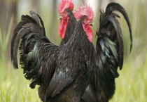 狼山鸡多少钱一斤 附市场前景