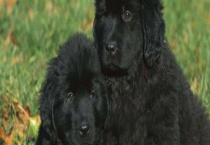 纽芬兰犬好养吗？纽芬兰犬吃什么？