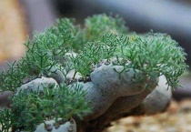 白皮月界为什么贵