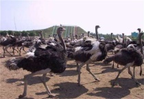 养20只鸵鸟需投多少钱