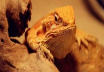 鬃狮蜥多少钱一只？两基因鬃狮蜥价格是多少？