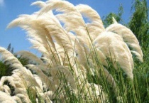 荻花和芦苇花的区别？