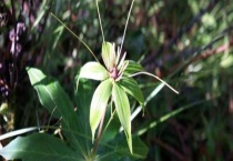 七叶一枝花又被称作什么 有哪些实用的种植方法与要点