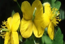 秃疮花和白屈菜有哪些区别？ 附两者的基本介绍