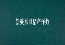 新美系母猪产仔数