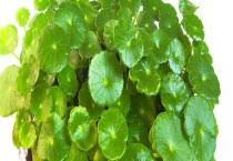 铜钱草与金钱草有什么不同 从科属、形态、别称上来区分