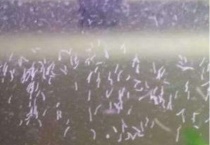 蛋白虫怕盐吗？