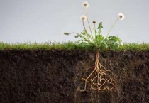 植物的根和茎的区别？