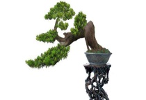 罗汉松盆景制作方法 罗汉松盆栽繁殖