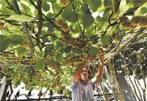 猕猴桃树长什么样