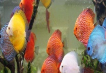 神仙鱼的繁殖方法 附神仙鱼的雌雄鉴别多久？