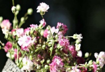 满天星送什么人好