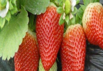 四季草莓种苗多少钱？附栽培管理