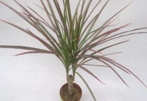 七彩铁的养殖方法和注意事项