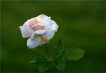 月季花上面有白色的粉末怎么办？