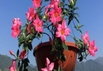 双喜藤的种植多久？