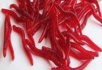 红虫是什么 附红虫的种类