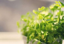 夜来香盆栽注意事项