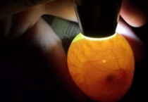 孵化器湿度多少才正常