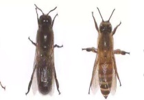 工蜂为什么不能正常生育 详细介绍