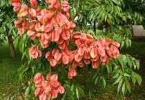 树顶是红色的是什么树