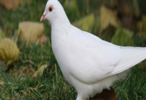 鸽子是否为保护动物 鸽子有什么历史与象征