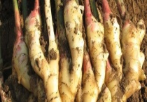 日常调味蔬菜生姜、大蒜、洋葱发了芽是否还能吃 附详细介绍