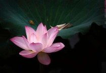 粉色荷花的花语和寓意