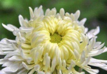 一朵菊花有多少片花瓣