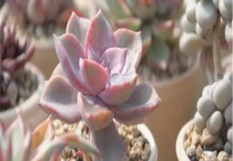 露养多肉如何过冬 附多肉部分种类介绍