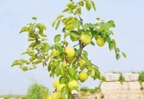 榴莲核怎么种盆栽