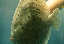 多宝鱼真的有毒吗？多宝鱼是海鱼吗 多宝鱼分布在哪里