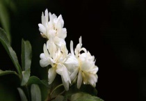 木香花和蔷薇花的区别？