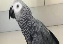 灰鹦鹉的过冬方法 有什么繁殖多久？