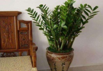 金钱树叶子黄了要剪吗？