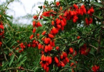 枸杞树怎么种植多久？