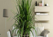 龙须树喜欢阳光吗？