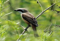 伯劳鸟吃什么饲料